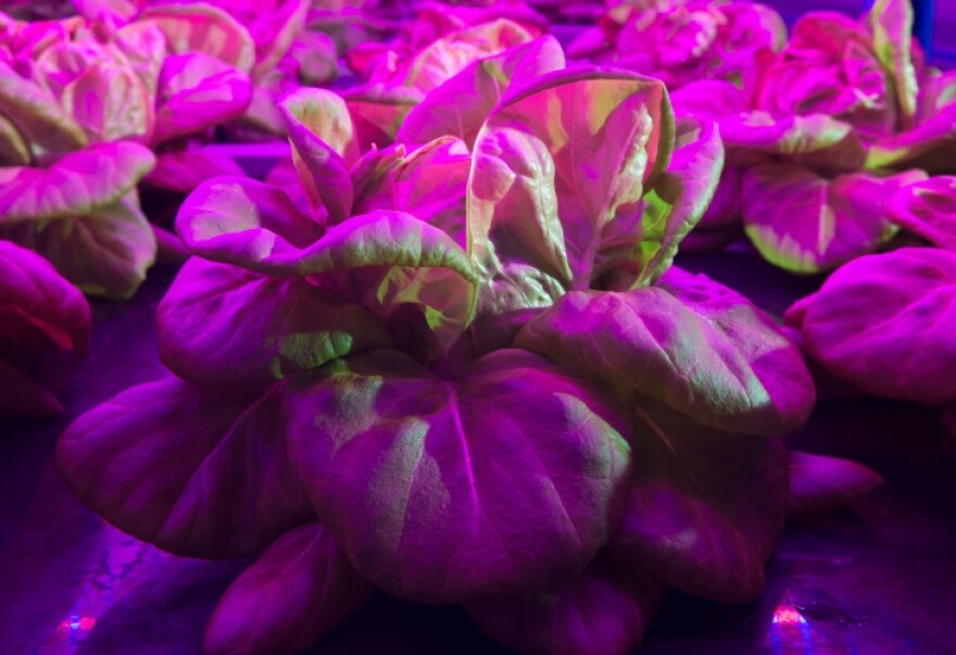 PLENTY VERTICAL FARM