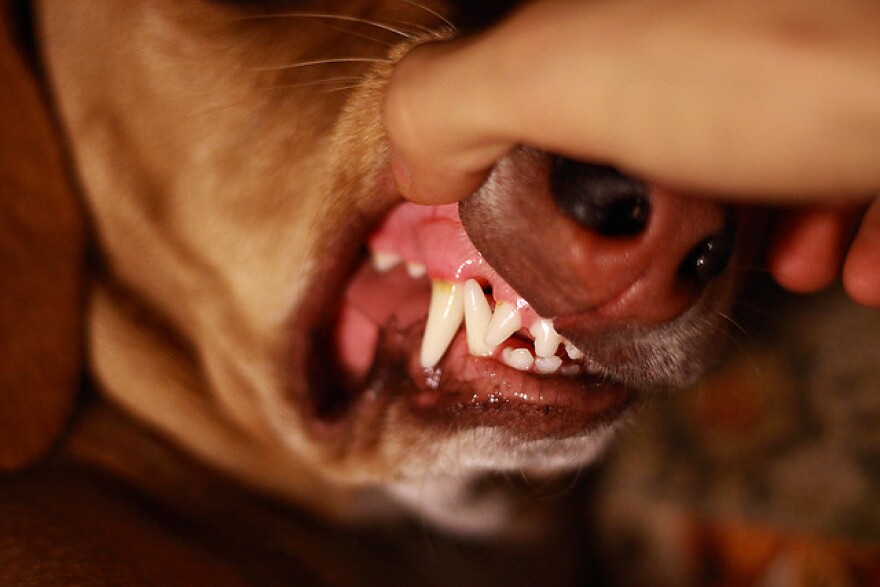 dog-teeth-dentalhealth.jpg