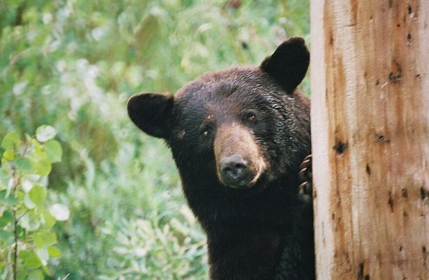 black_bear.jpg