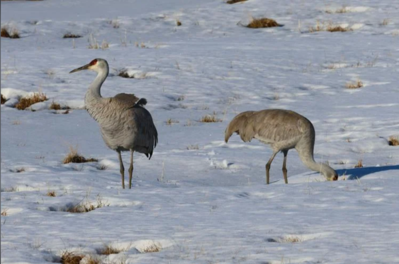 Sandhill cranes in the snow.