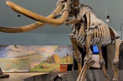 A mammoth skeleton towers overhead with huge tusks 