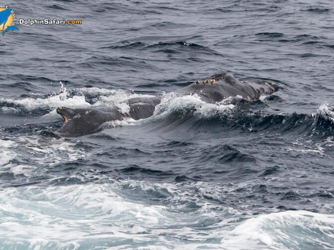Rescuers had to attach flotation devices to a whale in order to keep it close to the surface. 