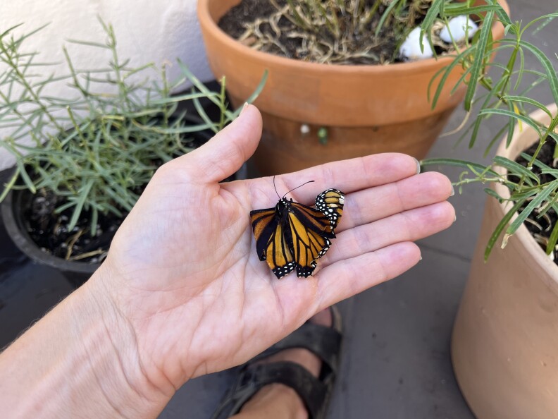 The author holds an adult monarch in the palm of her hand.
