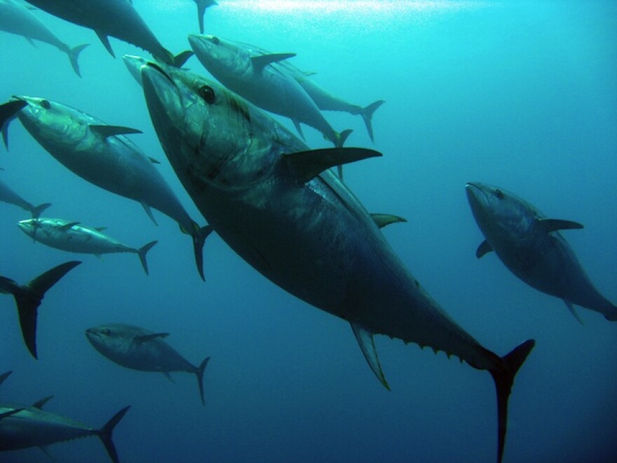 bluefin_tuna.jpg