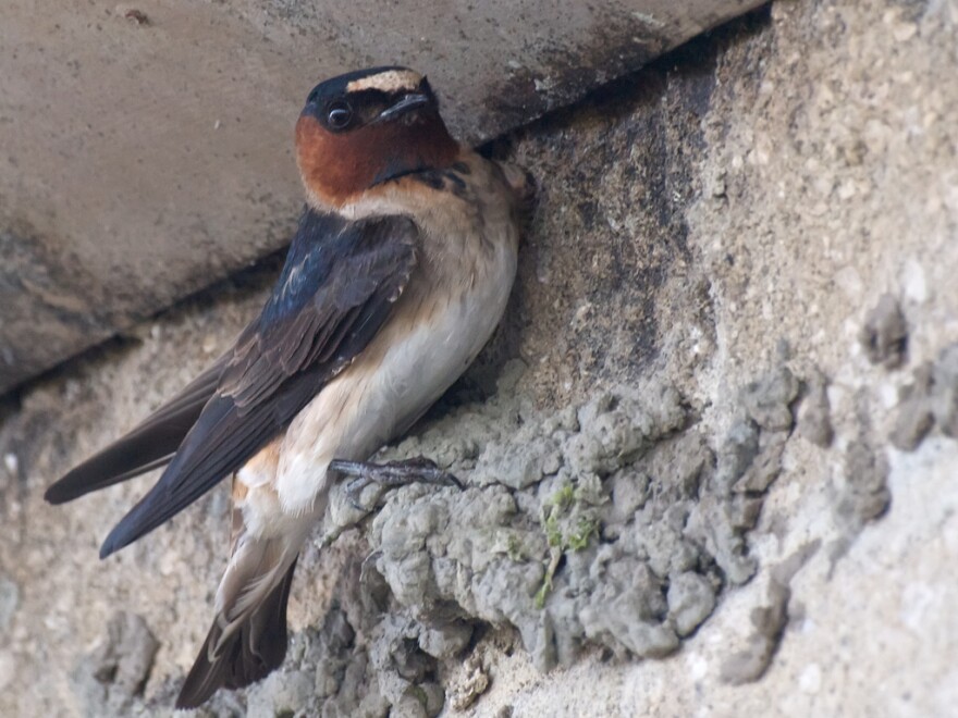 Cliff Swallow ( petrochelidon pyrrhonota) with the early makings of a nest.  