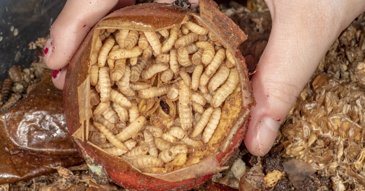 Food waste to fertilizer