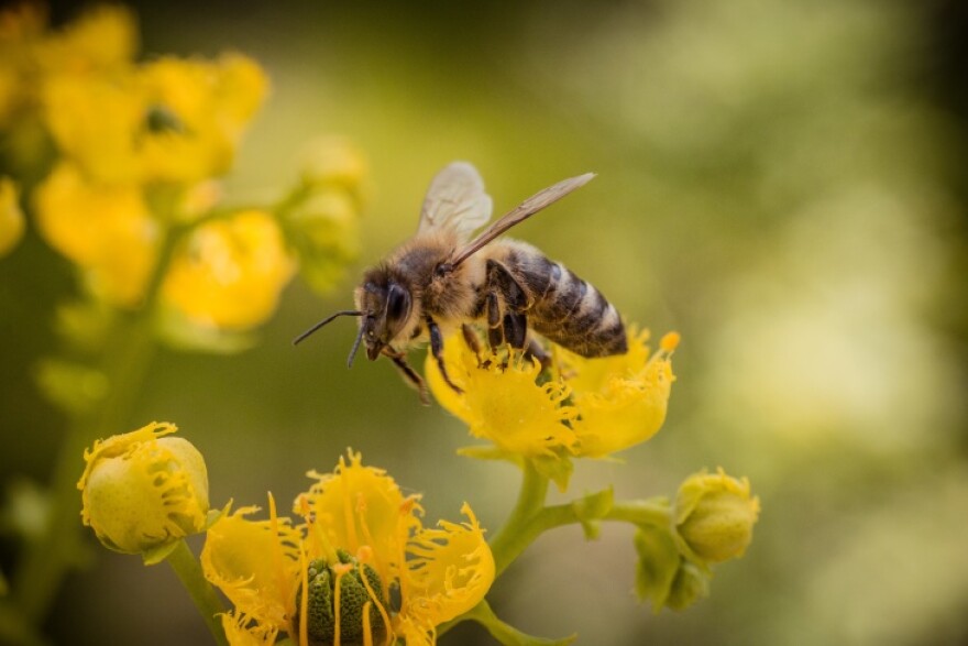 Save The Bees - Honey Bee Non Profit - Operation Honey Bee