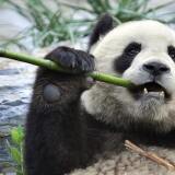 A hungry giant panda tears a stick of bamboo at a zoo in Beijing on May 24, 2008 after being evacuated from the famed Wolong breeding centre in southwest China's Sichuan province due to food shortages and damage caused by the May 12 earthquake. Three giant pandas from the reserve were missing after the May 12 earthquake struck, killing at least 60,000 people.     AFP PHOTO/TEH Eng Koon (Photo credit should read TEH ENG KOON/AFP/Getty Images)