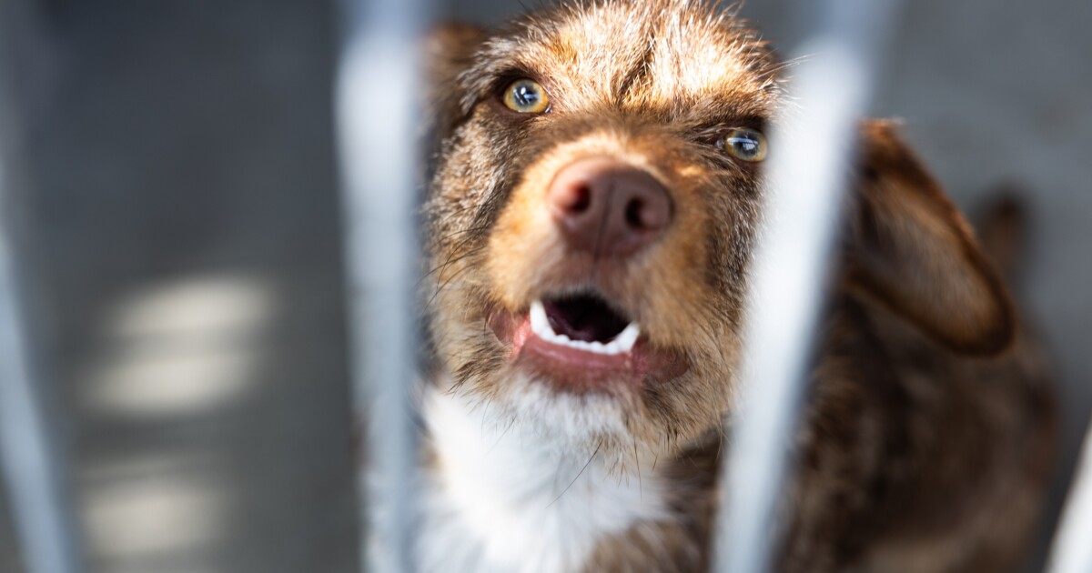 Los Angeles Implements Temporary Ban on Dog Breeding Permits Due to Overcrowded Animal Shelters Los Angeles Implements Temporary Ban on Dog Breeding Permits Due to Overcrowded Animal Shelters