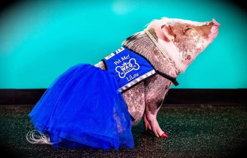 LiLou the pig in her WAG brigade vest and tutu.