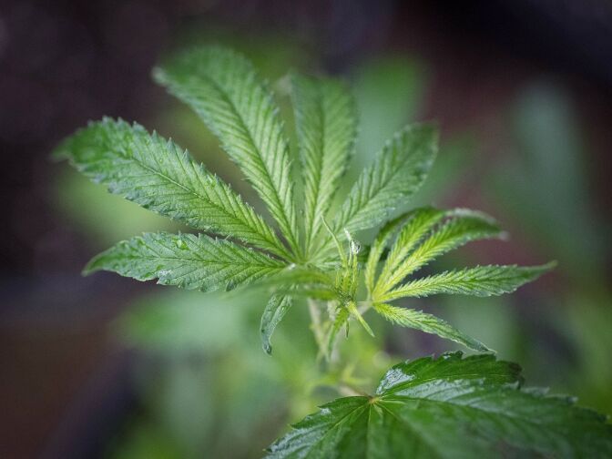 A marijuana plant is seen in a greenhouse in Mendocino County, California on April 19, 2017.