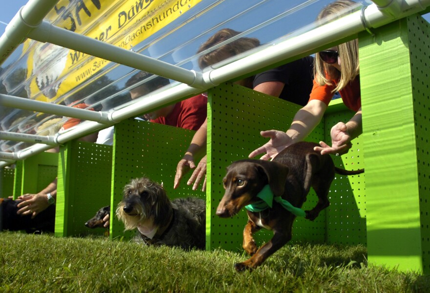 Ninety Dachshunds will compete in a 50-yard dash for the Weinerschnitzel Wiener Nationals title.