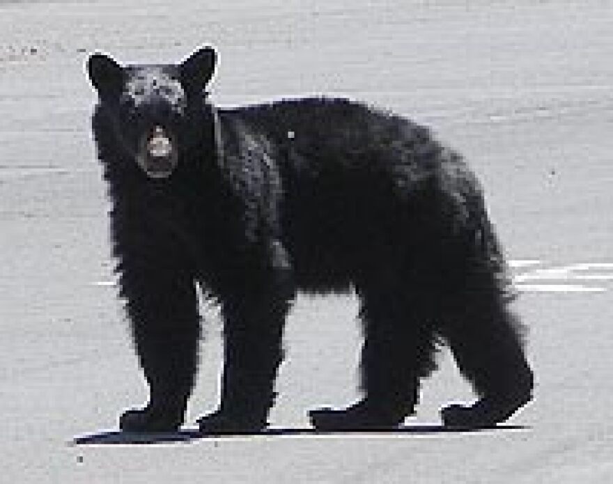 black_bear_tahoe.jpg