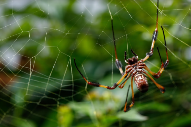 A brown spider with striped legs sits in a web