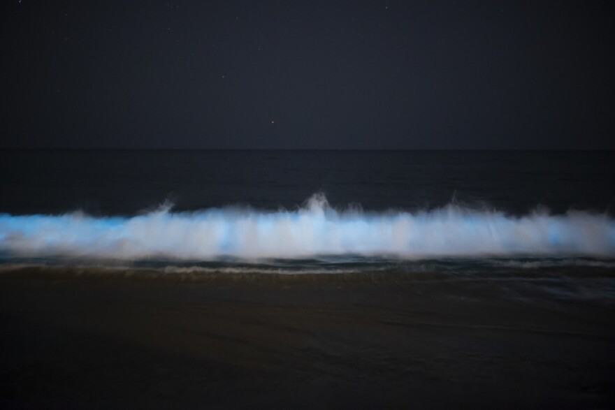A luminous tide rolls to shore in Laguna Beach at night
