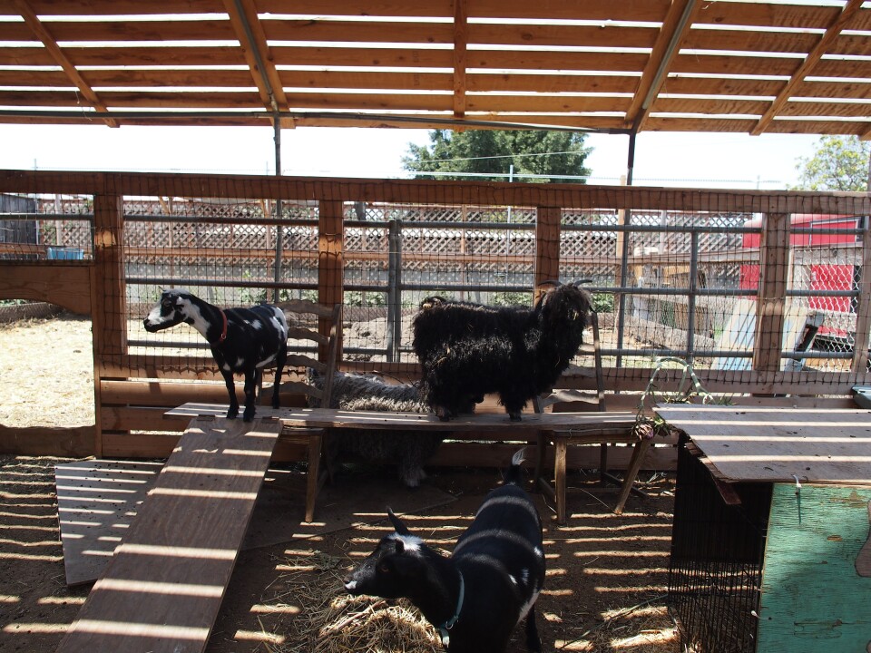Fiber Goats and Milking Goats