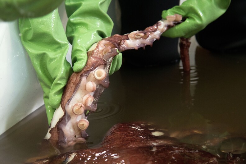 The giant squid was discovered in Antarctica's Ross Sea by a fisherman. 