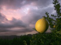 A lemon hangs on a tree at sunrise after another night of cold weather on January 17, 2007 near Fillmore, California. Because record-setting cold temperatures have destroyed an estimated 70 percent of California?s citrus crop. Ventura County is counted among ten that California Gov. Arnold Schwarzenegger has declared disasters, with hopes of receiving federal emergency assistance for hard-hit farmers.