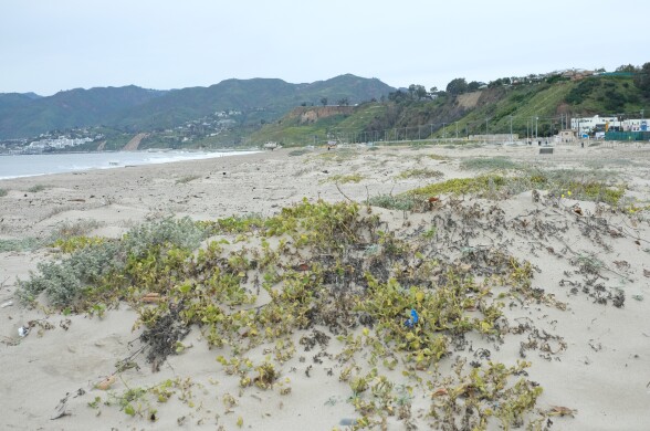 A show of a wide beach with dunes topped with low-lying plants and mountains and ocean in the background. 