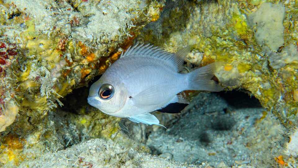 A small silver fish seen underwater, tucked against some rocks