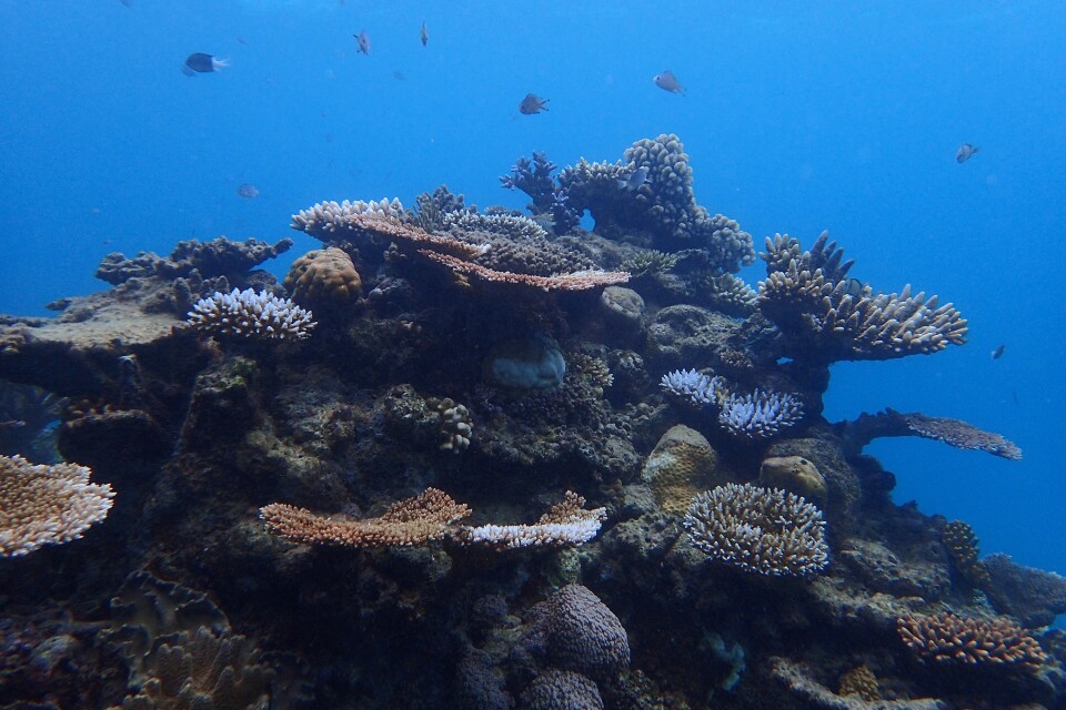 In many areas, oceans are warmer than at any time in recorded history. Coral is sensitive to temperature swings. Like a human body, a rise of a few degrees can lead to illness, and eventually, death.