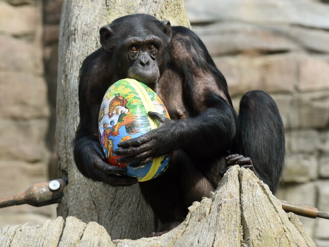 Chimpanzee Viktoria bites into an Easter egg as she sits in her enclosure at the zoo in Hanover, central Germany on April 3, 2014. The egg was filled with roots and fruits.