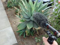 A hand holds a microphone pointed at a succulent plant on the side of the sidewalk.
