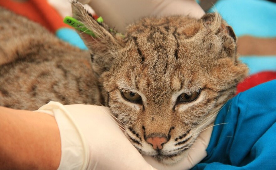 Biologists fascinated by three-legged bobcat | KPCC - NPR News for Southern California FM Biologists fascinated by three-legged bobcat | KPCC - NPR News for Southern California FM