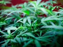 Marijuana plants for sale at Studio City's Perennial Holistic Wellness Center.