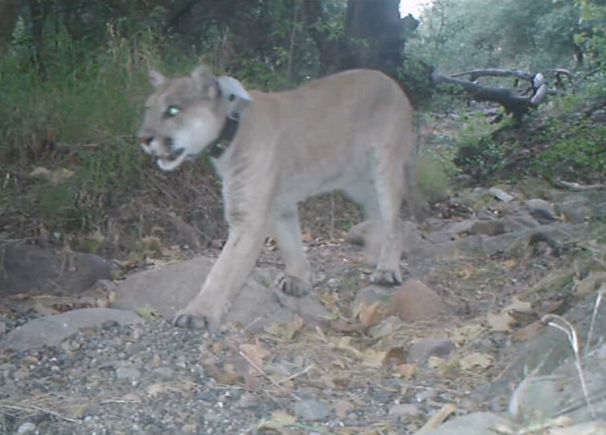 A video of mountain lion P-22 taken on May 28th shows him in improved health after treatment he received during capture.