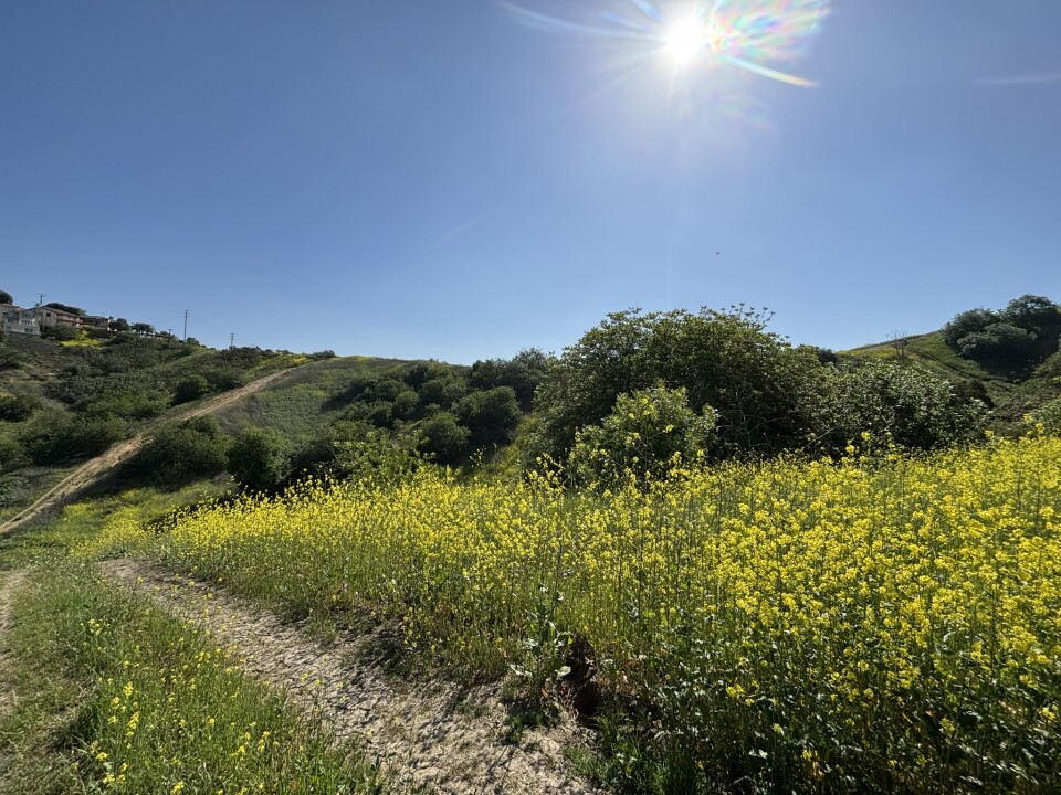 The photo captures a peaceful, sunlit landscape. A dirt path runs through the center, flanked by lush green vegetation and vibrant yellow wildflowers. In the distance, rolling green hills stretch across the horizon, with a few houses nestled on the left side. The sky is clear and blue, and the bright sunlight enhances the vivid colors of the scene, evoking a warm and tranquil atmosphere.