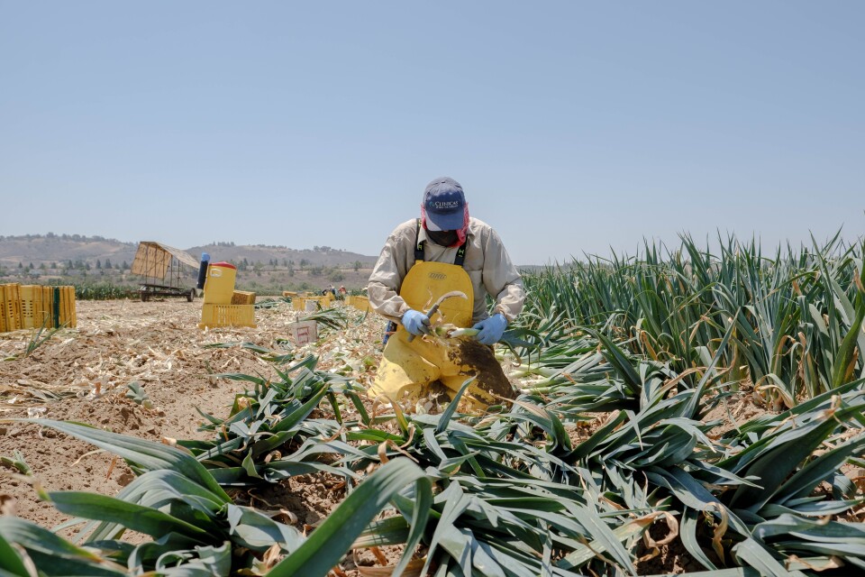 A picture of farmworker Vicente Garcia on his knees, harvesting and cleaning leeks in an open field in Moorpark, CA.
