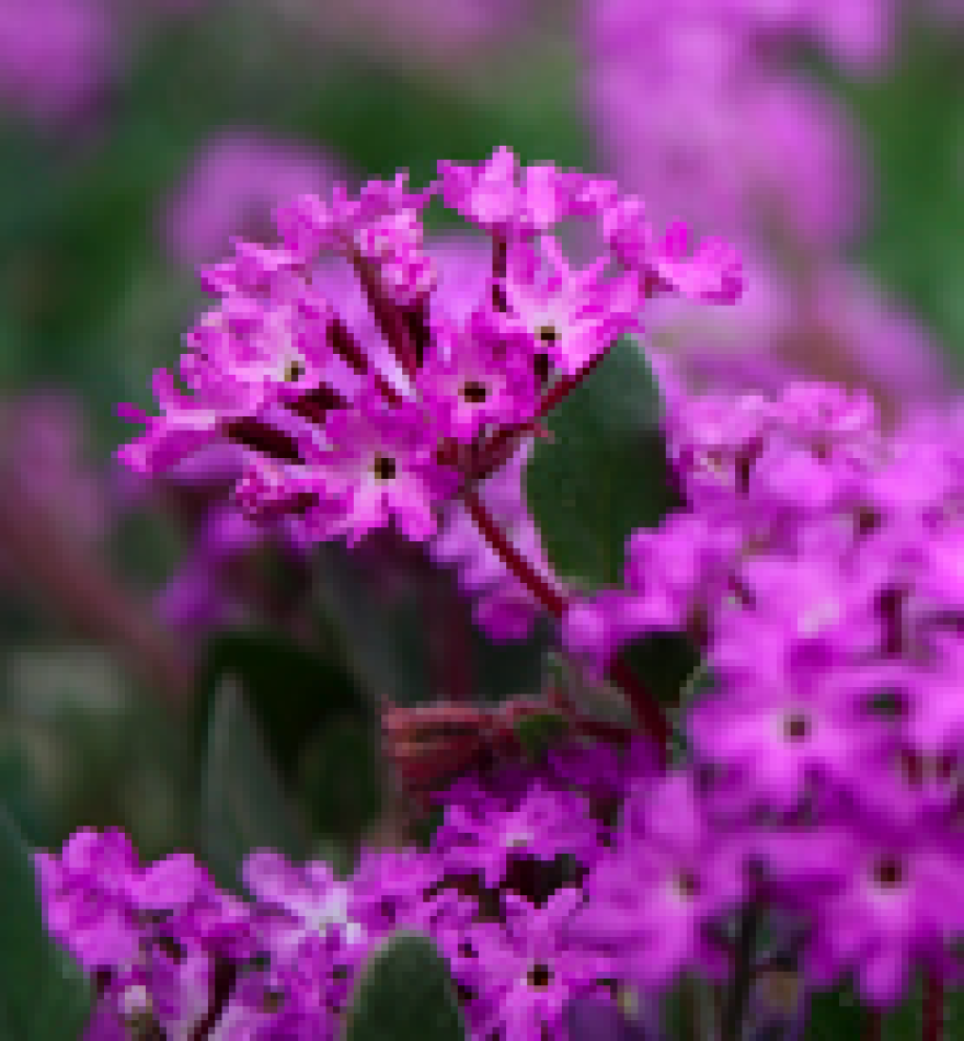 wildflower0225.png