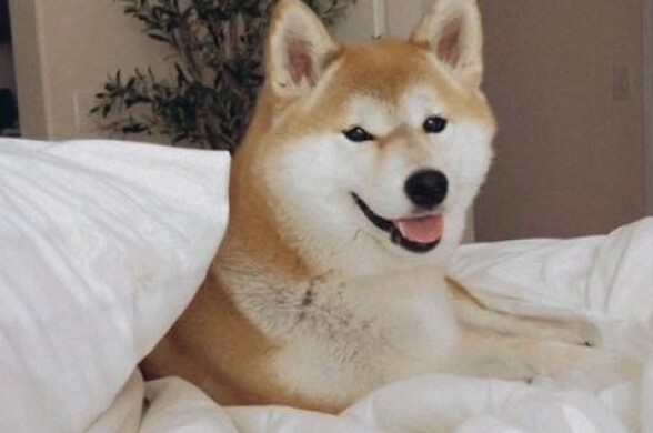 A tan and white Shiba Inu dog lounging in a bed of white sheets and blankets.