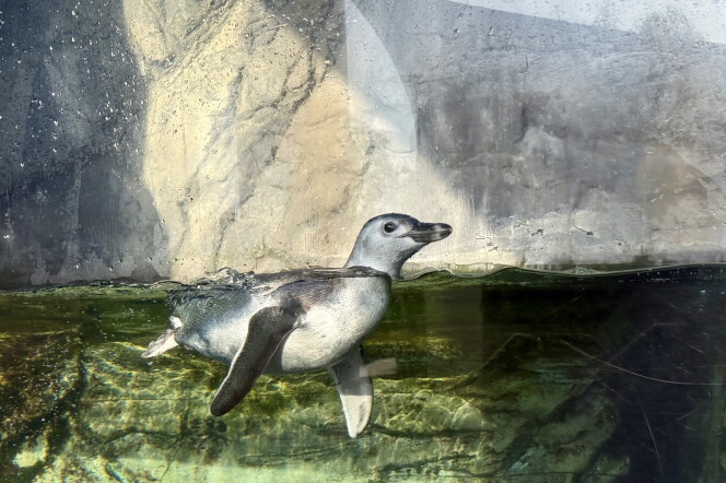 A gray and black penguin chick swims in an enclosure.