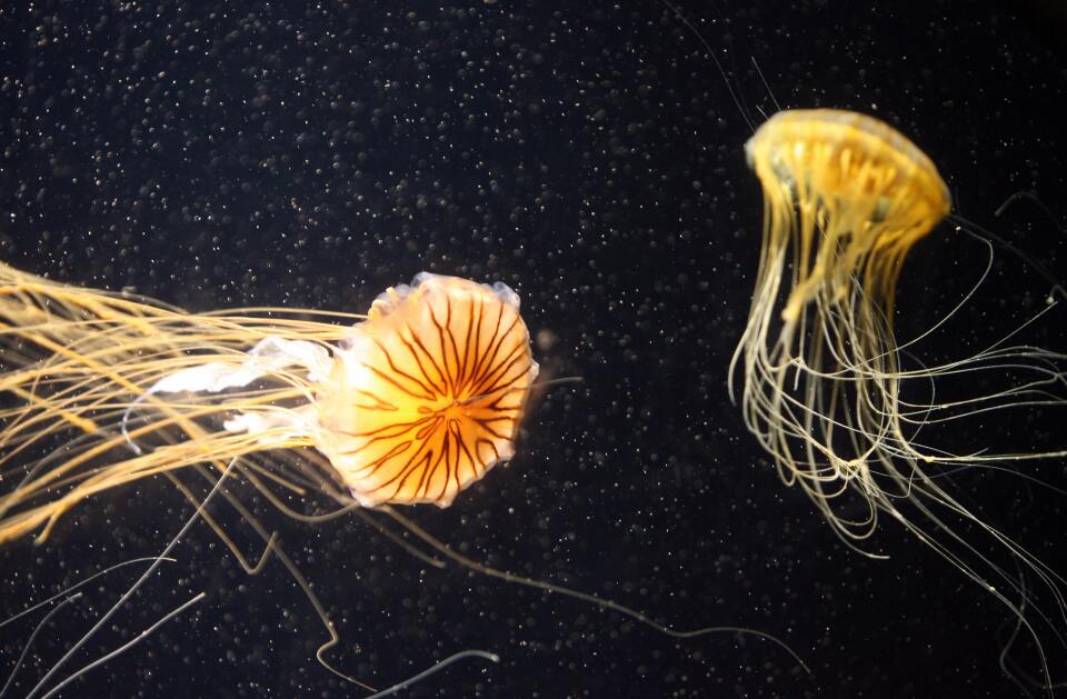 Pacific sea nettles swim in the Aquarium of the Pacific in Long Beach, California in November 2006.