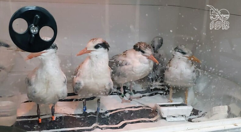 Four small terns inside a glass incubator stand on a striped cloth.