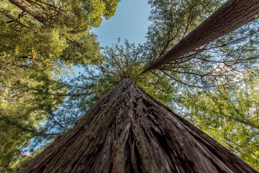 an upward view of a very tall Redwood tree.