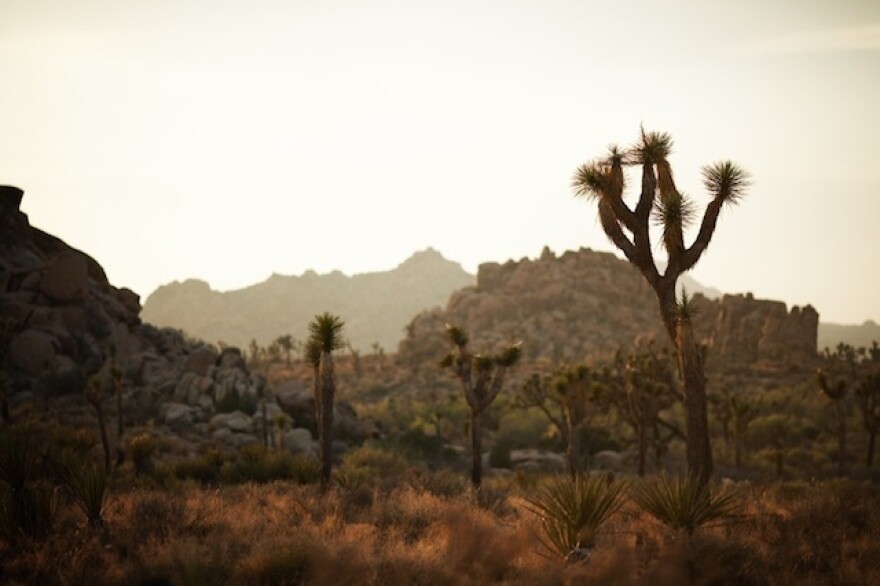 joshua-tree-free-coachella.jpg