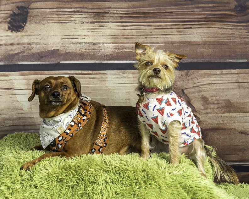 Two dogs are posed on a green carpet in front of a wall painted to look like wood. One is wearing a white t-shirt with strawberries and a red collar. The other has on a paisley neckerchief and an orange and black harness.