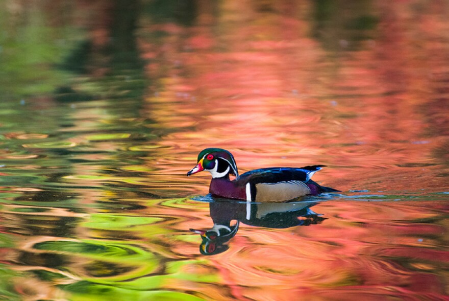 ducks.jpg