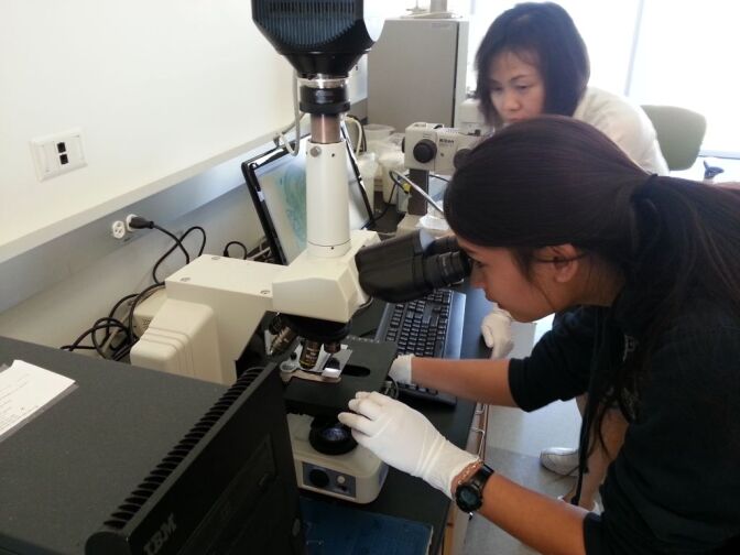 Hua Shen (above), a postdoc in the lab of Henry Sucov, associate professor at the USC Keck School of Medicine, mentors high school student Sophie McAllister as part of the USC Early Investigator High School Summer program in Stem Cell Research.