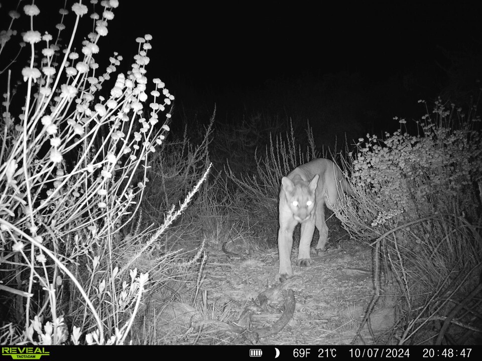 A black and white trail cam image of a mountain lion amid chaparral. 