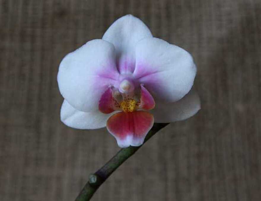orchid.jpg
