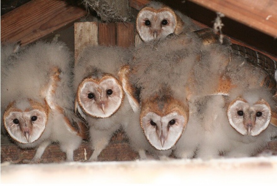 baby-barn-owls.jpg
