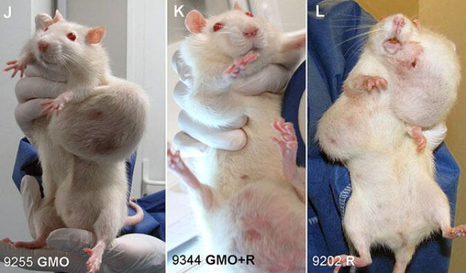 A photo released by French molecular biologist Gilles-Eric Seralini's research institution, CRIIGEN, shows rats the French team says were fed on genetically modified corn, corn sprayed with the herbicide Roundup, and Roundup-laced water. 