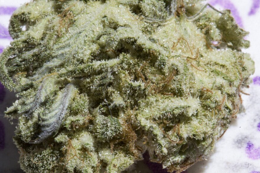 medical marijuana lottery