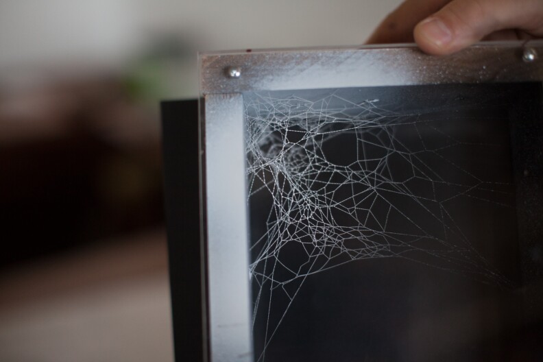 A spiderweb that will be used in an exhibit at The Natural History Museum in Los Angeles.