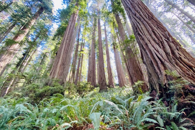 A grove of ancient redwood trees in Prairie Creek Redwoods State Park