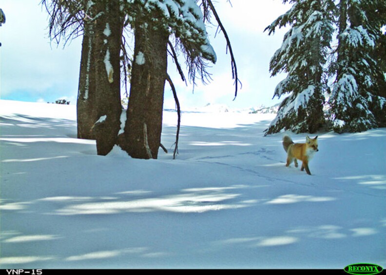 The fox was captured using motion-sensor cameras Dec. 13, 2014 and Jan.4, 2015, according to a statement from Yosemite National Park.